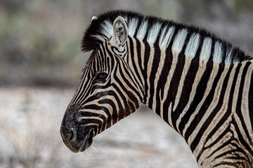 Fototapeta na wymiar A zebra in the plains near Halali