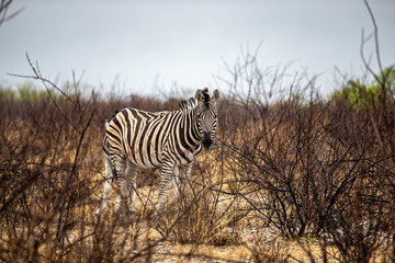 Obraz premium A zebra in the plains during a thunderstorm near Salvadora