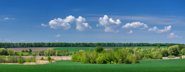 panorama of group of white clouds in the sky above green wheat fields and trees with copy space