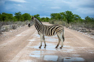Fototapeta na wymiar A zebra crosses the road near Halali in Etosha National Park