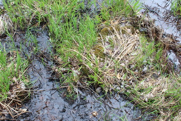 moss on the ground