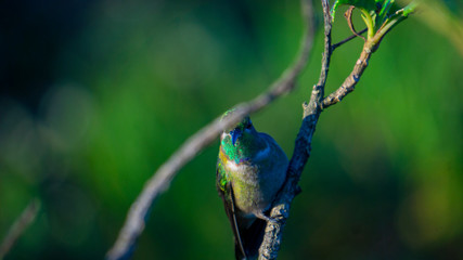Hummingbird