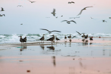 Dawn on the seashore with seagulls
