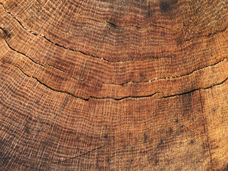 Background from a cut of an old oak tree. Brown wood texture