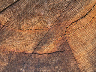 Wood texture of cut tree trunk oak - brown wooden surface background