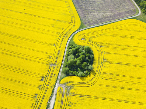 Aerial Drone Top View Of Yellow Blooming Field Of Rapeseed. Yellow Nature Background