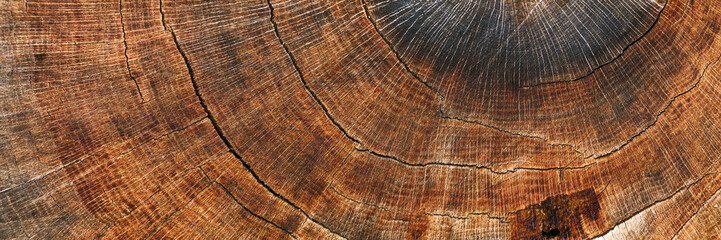 Background from a cut of an old oak tree. Brown wood texture - obrazy, fototapety, plakaty