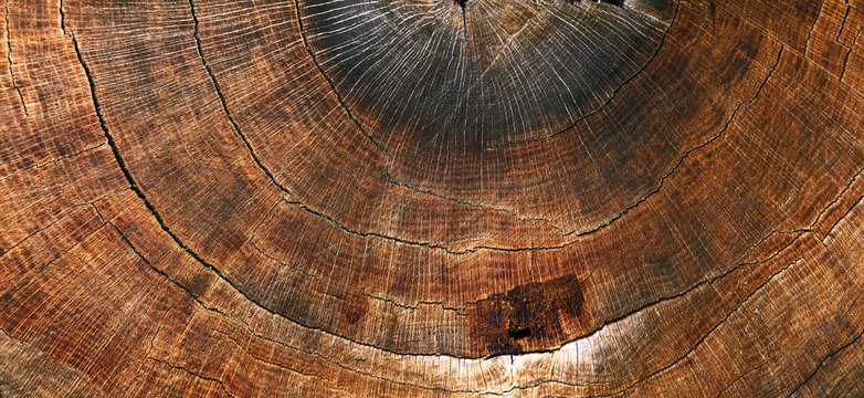 Background from cross section of tree trunk oak, panorama