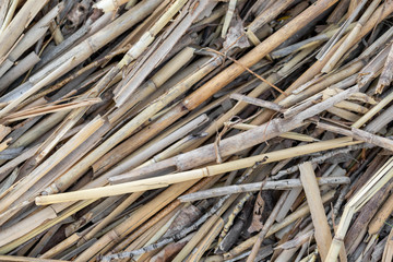 Close-up dry aged reed texture background. Bamboo cane autumn hunting camouflage pattern. Detail of camo surface for hunters - obrazy, fototapety, plakaty