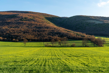 Naklejka premium Beautiful green grass field at sunset of springtime day