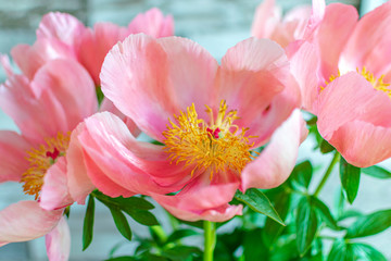 Pink Peony