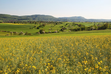 A field of rapeseed in Baden-Wuerttemberg, Germany