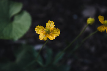 Natural green and black background with beautiful yellow flowers close up