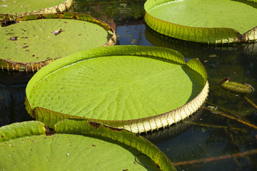 leaf and plant of Victoria Cruziana, typical aquatic plant of Bolivia
