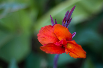 Flor roja