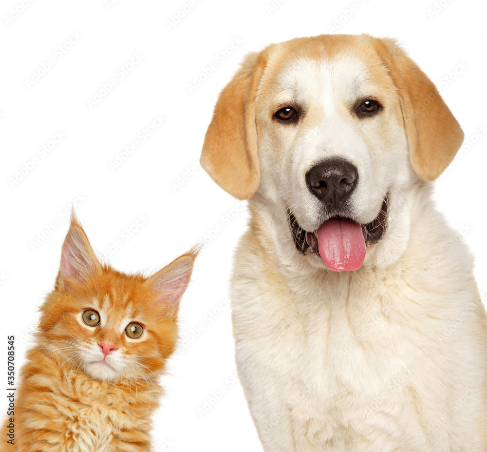 Poster Kitten and puppy together, isolated