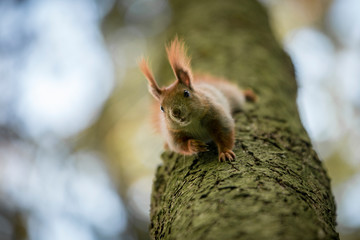Wiewiórka pospolita na drzewie