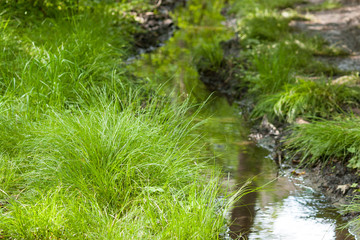 Narrow stream going through a grass field. Spring summer background. Close up.