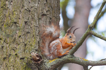 Red squirrel on a high branch eating a nut.