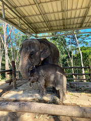 a small elephant near his mom inside a fence, Visiting Elephants in Phuket, Thailand.