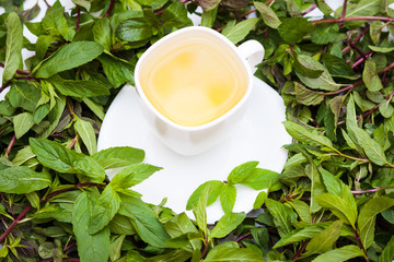 Fresh herbal mint tea among fresh mint leaves. Calm and health concept,