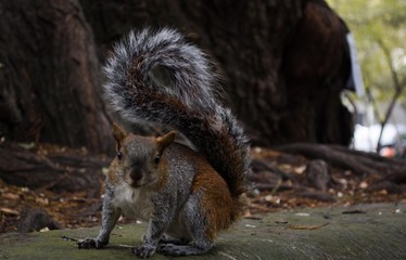 Squirrel