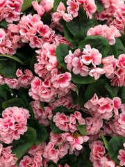 Pink hydrangea flowers surrounded by green leaves
