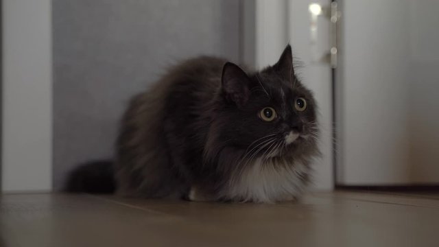 Grey Siberian cat lies on the floor and hunt for laser pointer