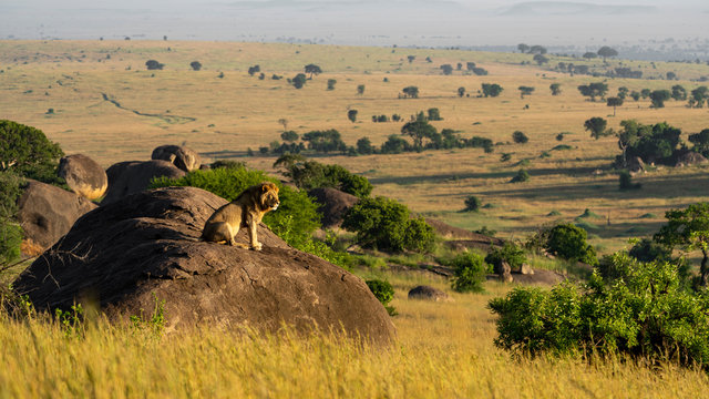 a male lion sits on a rock and enjoys the sun in the early morning
