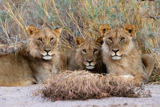 three young desert lions are resting in the shade in a river bed