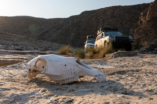 a herbivore skull rests on the rocky banks of a river in a canyon