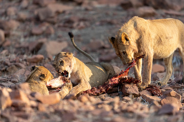 a group of lion fights for the carcass of a zebra