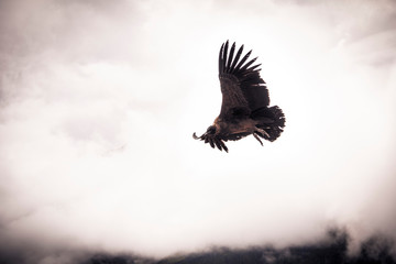 Wild condor flying