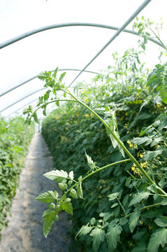 Tomatoes growing in a greenhouse