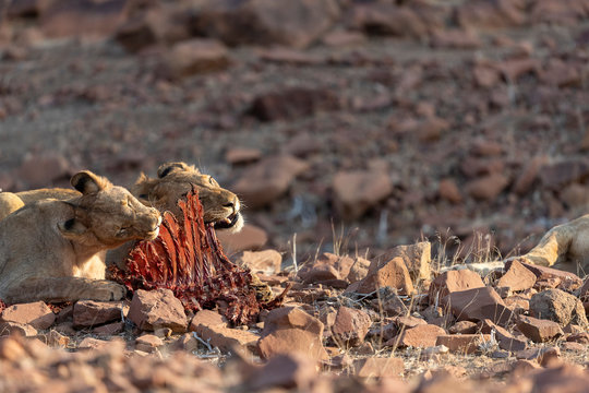 two young desert lions eat the remains of a zebra carcass