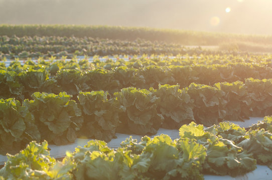 Rows of squash adn lettuce plants growing in the sunshine.
