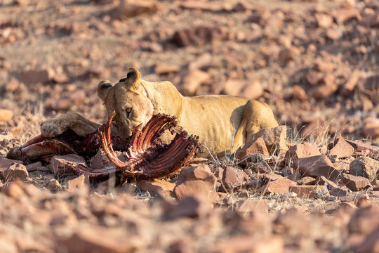 a young desert lion eats the remains of a zebra carcass