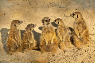 Obraz premium Meerkat (Suricata suricatta).