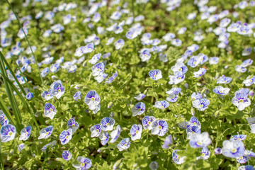 Obraz na płótnie Canvas Little blue and purple flowers forget-me-nots on the green grass on a sunny summer days can be used as background or backsplash light green