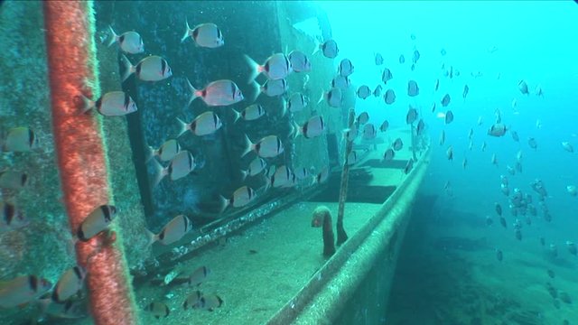 wreck dive underwater fish around ship wreck ocean scenery metal on seabed