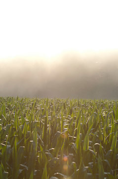 A field of corn with rays of sunshine shining through it