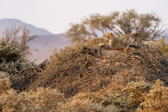 a young desert lion stands on top of a mound