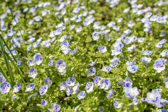 Little Blue And Purple Flowers Forget-me-nots On The Green Grass On A Sunny Summer Days Can Be Used As Background Or Backsplash Light Green