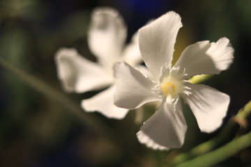 blancas