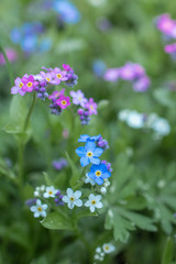 Blue, white and pink small forget-me-not flowers growing wild in the garden macro