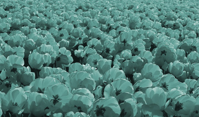 Obraz premium Field of blue tulips glowing in the sun in Netherlands