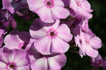 Pink phlox flowers in the sun macro