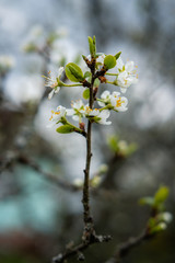 spring flowers of cherry or apple tree in the afternoon