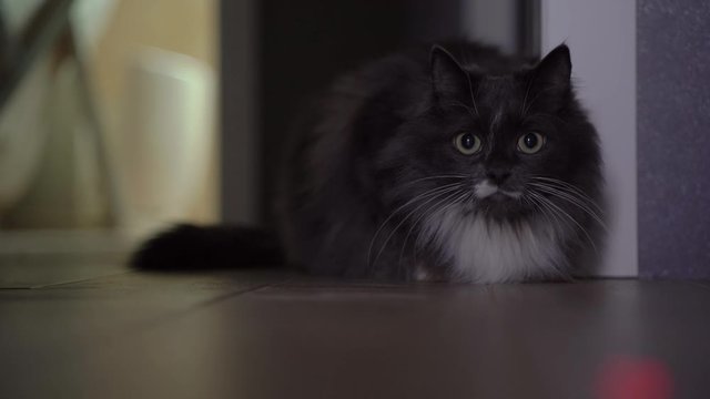 Grey Siberian cat lies on the floor and hunt for laser pointer