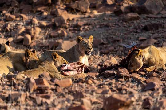 A family of desert lions eats the remains of a zebra carcass